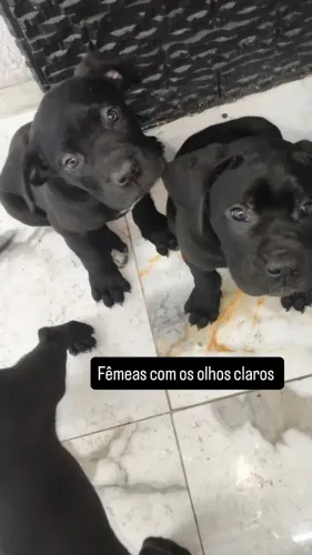 Filhote cane corso 