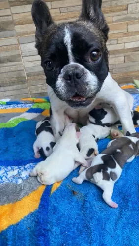 Filhotes de Bulldog francês