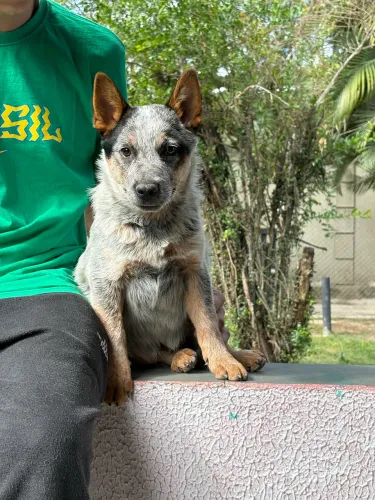 BLUE HEELER