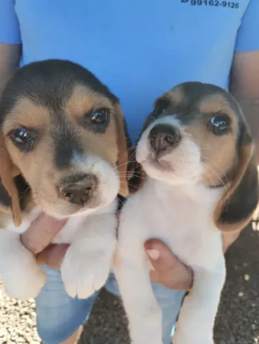 Beagles lidíssimas