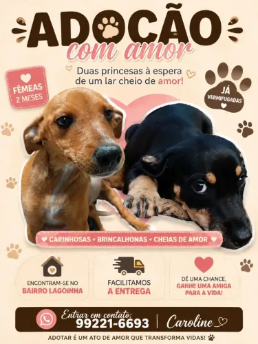 Doação de duas fêmeas