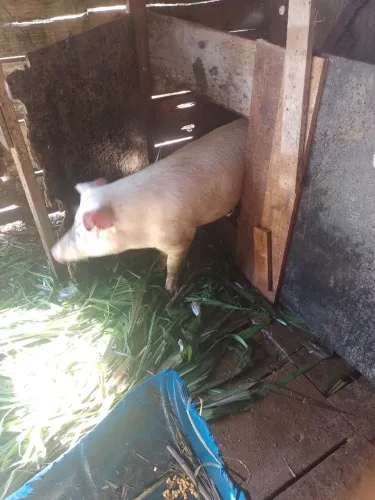 Cachaço 