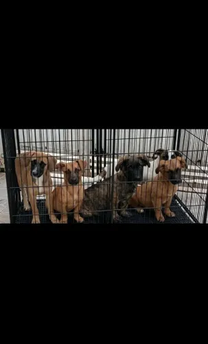 Cachorros filhotes para doação 