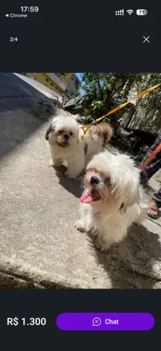 Cachorro raça Shih Tzu