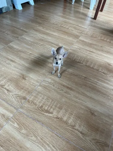 Vendo Pinscher fêmea