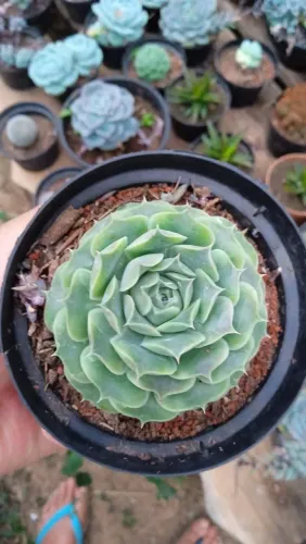 Suculentas lindas ?