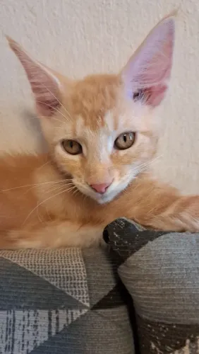 Mainnecoon