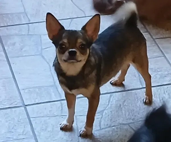 chihuahua macho padreador
