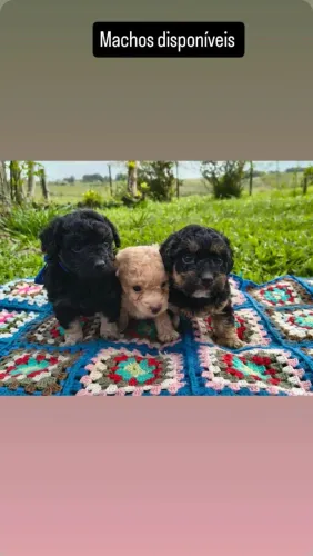 Promoção Poodles machos