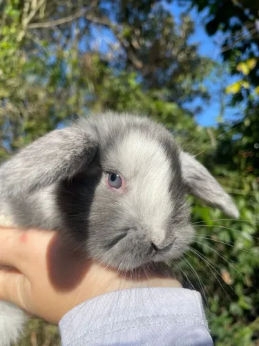 Filhotinhos de mini coelhos dóceis