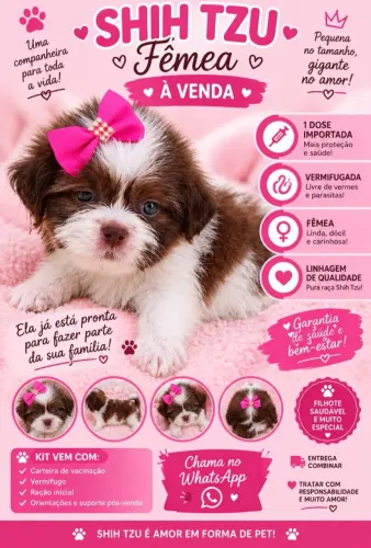 VENDO LINDA FEMEA SHIH TZU FILHOTE 