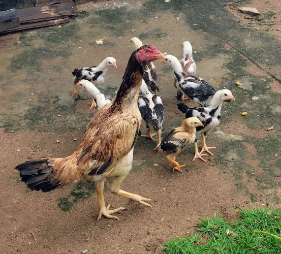 Pintos de Raça 