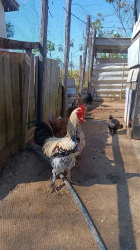 Galo mistura de Brahma com caipira novo