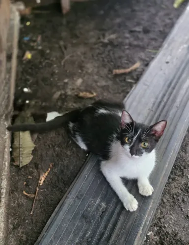 gatinha para adoção responsável