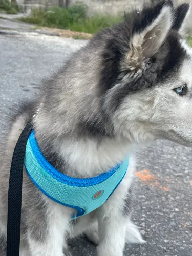 Husky siberiano 