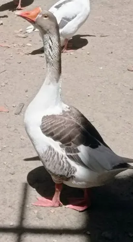Ganso 