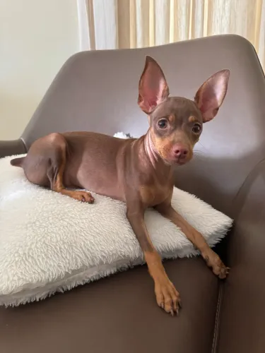 Pinscher Macho n° 1. Pelagem Rara