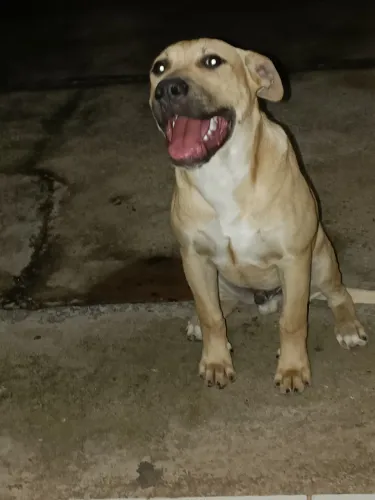 Filhote de Pit Bull com Pit Monster