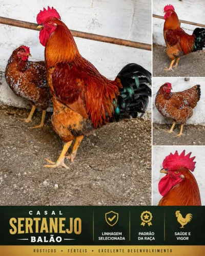 Casal Galinha Sertaneja Balão (GSB) - Genética Zé de Abdias