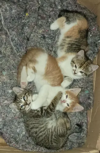 Adoção Gatos - 2 meses