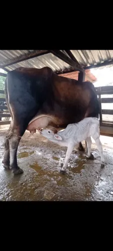 Vacas Gado de leite Girolando na região de Ipatinga MG