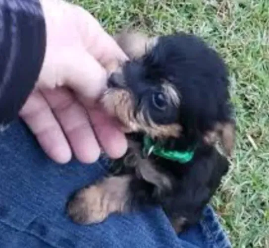 Yorkshire com poodle disponível 