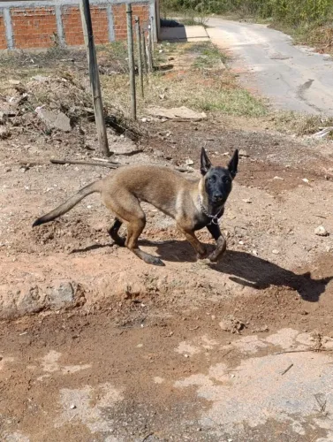 filhote fêmea de pastor belga malinois 7 meses
