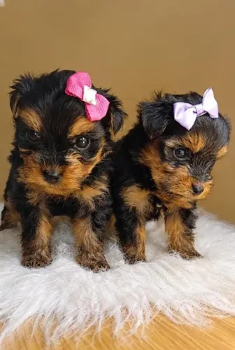 Filhotes de yorkshire terrier