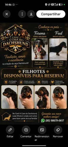 DACHSHUND FÊMEA DISPONÍVEL