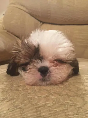 Shih Tzu micro
