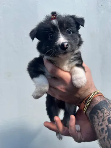 Border Collie