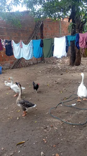 Venda de 3 gansos
