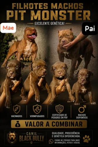 Filhotes com pedigree Pit Monster 