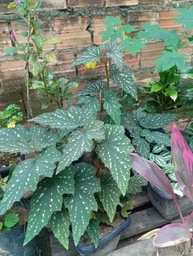 Plantas