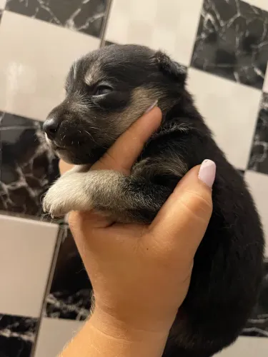 Husky siberiano filhote