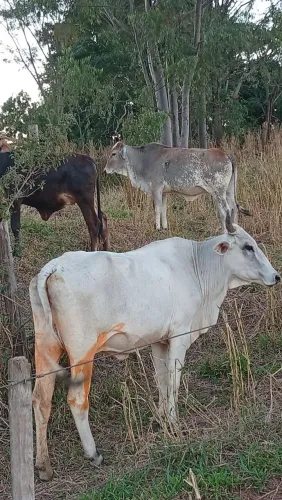 Vaca com bezerro no pé e novilha 