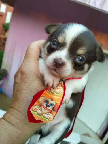 Filhote macho chihuahua 