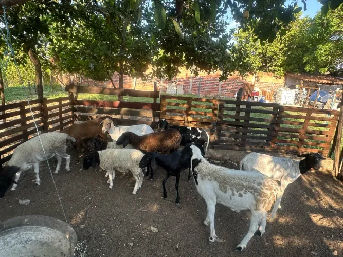 Lote de carneiros A venda