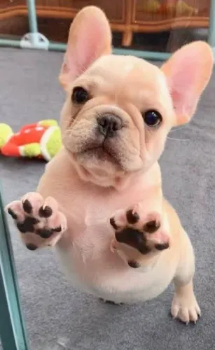 Bulldogue Francês - O Companheiro Que Faltava Na Sua Vida