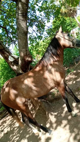 Vendo égua mestiça 