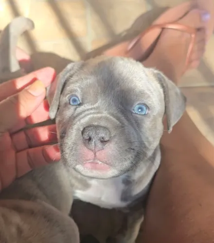 LINDOS FILHOTES American Bully