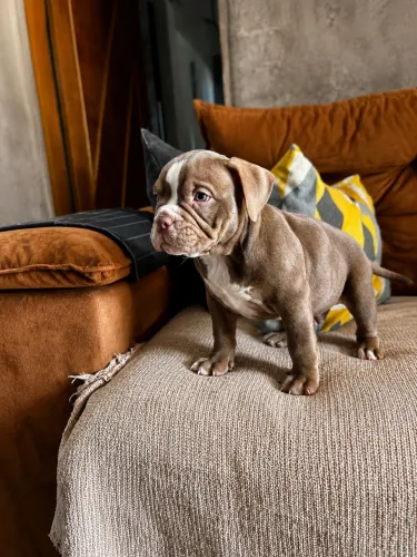 Filhote de american bully exótico