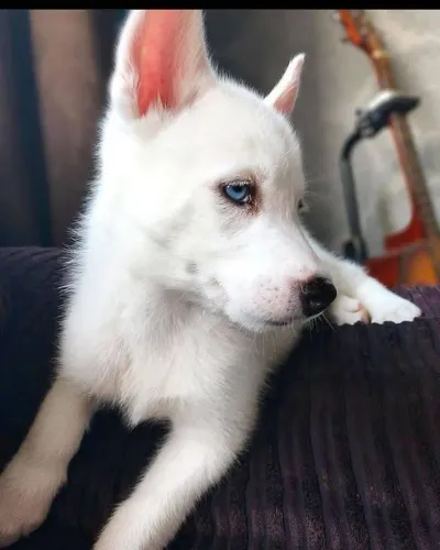 Filhotes de Husky Siberiano | Companhia ideal!