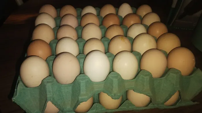 Ovos galinha caipira pura
