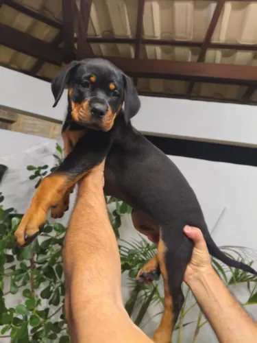 Vendo filhote de Rottwalier fêmea raça pura.