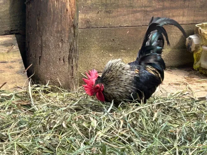 Galo garnise 