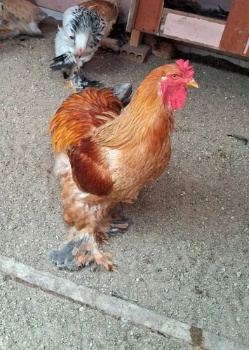 Galo e galinha brahma 