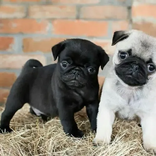 Pug Filhotes