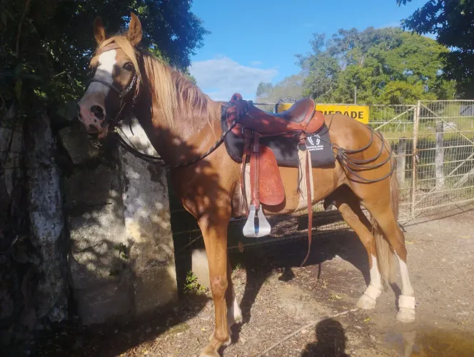 Mangalarga Marchador 