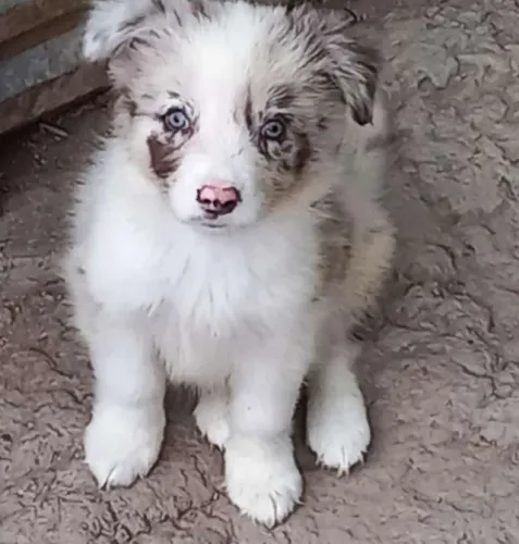 Border Collie de Tirar o Fôlego ? Segurança e Cuidado Desde o Primeiro Dia